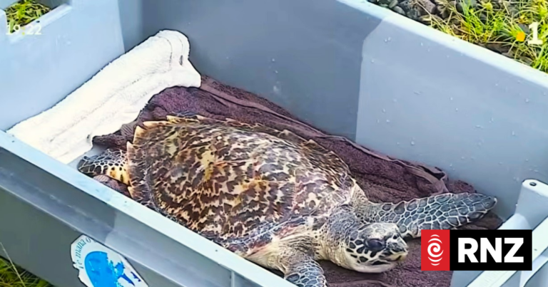 Tahiti: Young hawksbill turtle nicknamed ‘Kurt’ released into the ocean