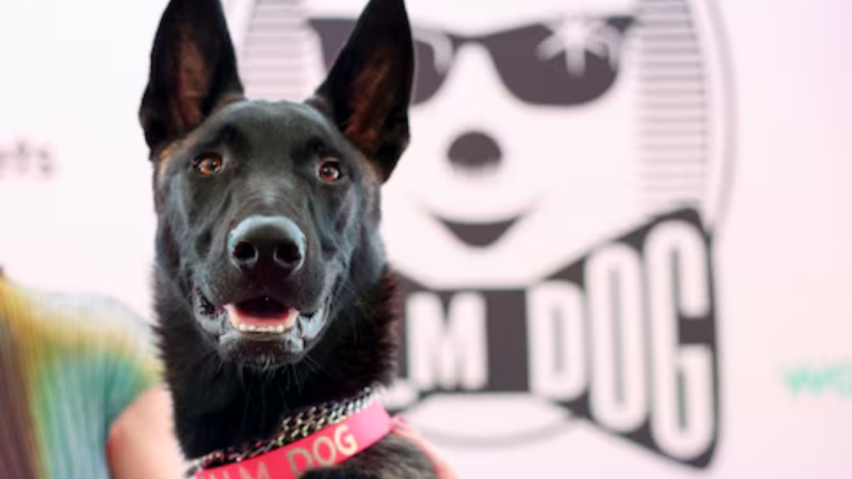 Rescue dog Yuri steals Cannes spotlight with Palm Dog’s top prize – FBC News