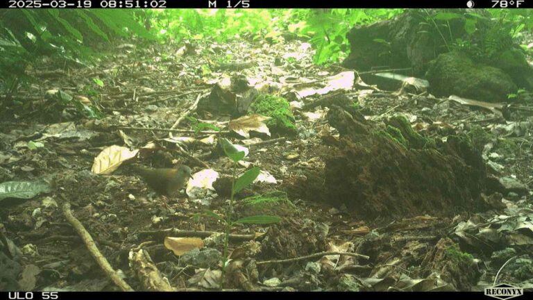 Endangered Palau Ground Doves are Thriving After Restoration Effort