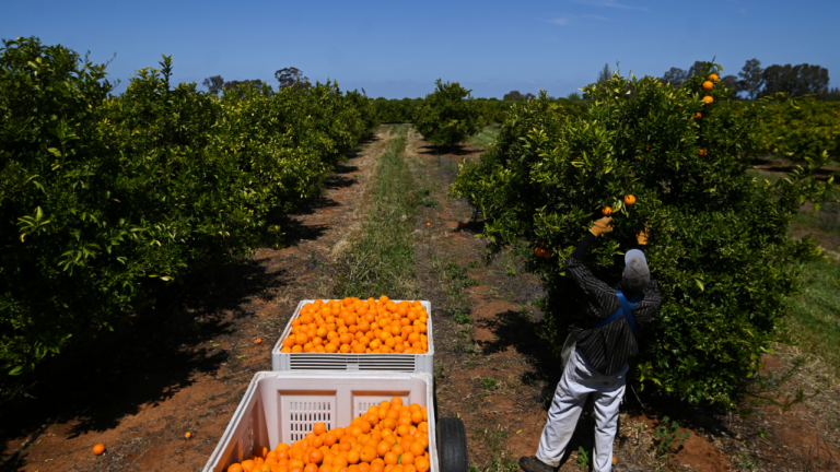 Migrants help keep rural Australia alive, farmers say – FBC News