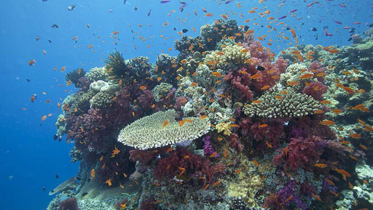 Fiji commits to protecting 30 percent of marine spaces by 2030 – FBC News