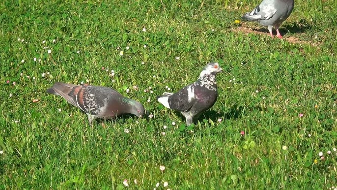 Pigeon shooting suspended in Fiji – FBC News