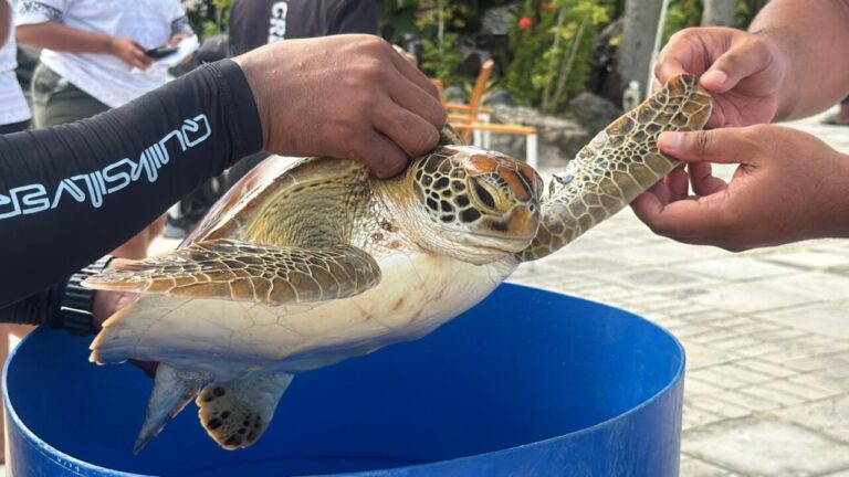 World Turtle Day marked with conservation drive – FBC News