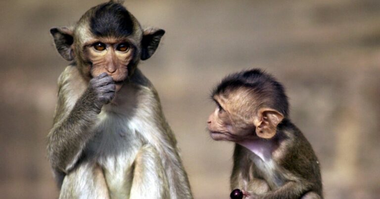 Pacific News Minute: Monkeys outnumber residents on Palau nearly 45 to 1