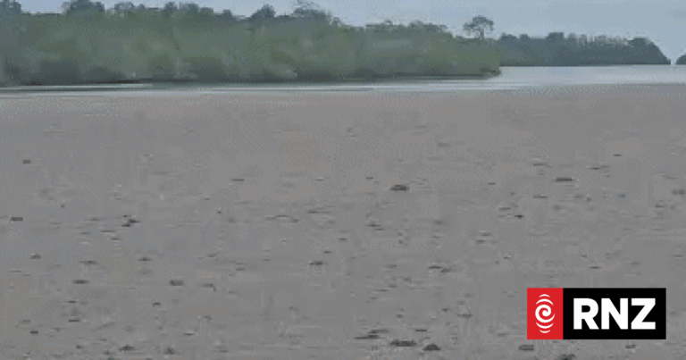 ‘This is a disaster’: Huge pumice rafts from volcano hit Manus Island coast