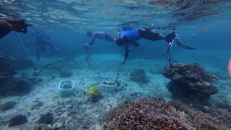 Climate change shrinks Mamanuca coral diversity – FBC News