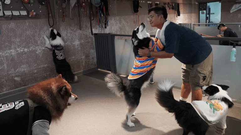 China’s pet owners splurge on preschools – FBC News