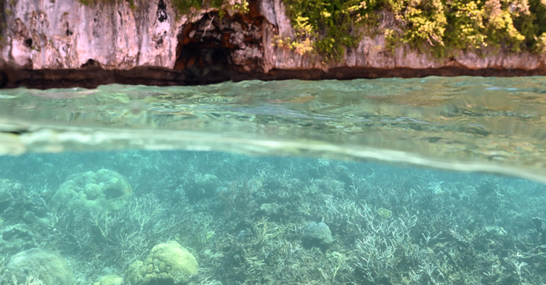 Palau Study Shows First‑Ever Evidence of Seabird‑Driven Land-Sea Recovery