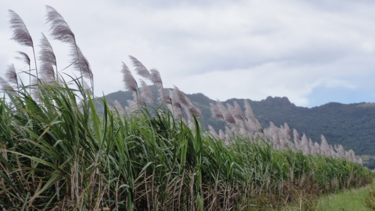 Flowering cane threatens sugar quality – FBC News