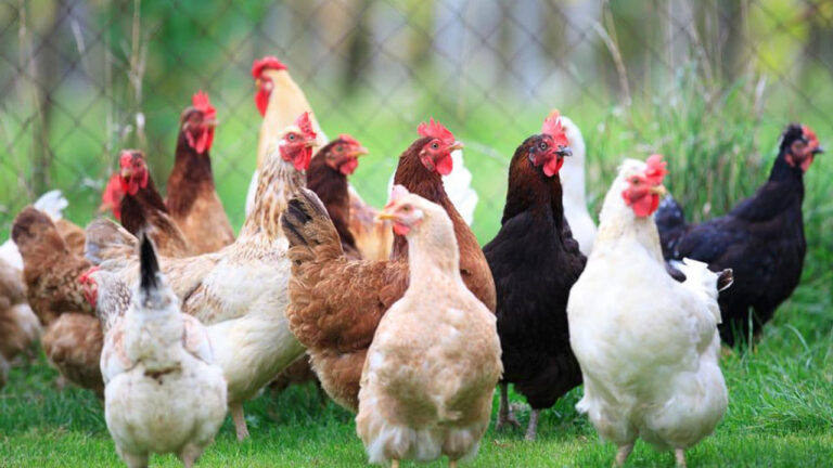 Fiji tests avian flu preparedness – FBC News