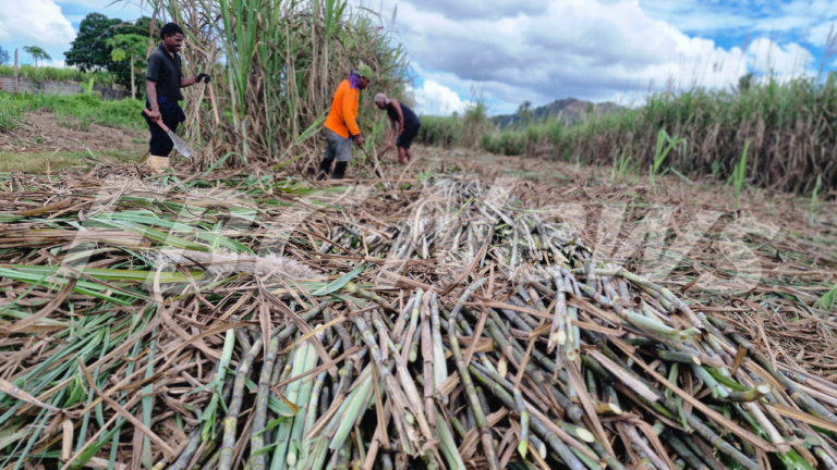 Low production affects FSC’s revenue – FBC News