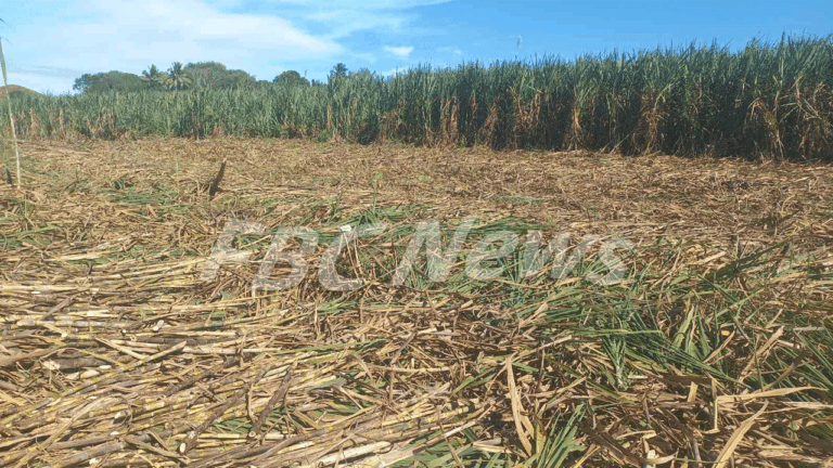 FSC CEO urges timely start to crushing season – FBC News