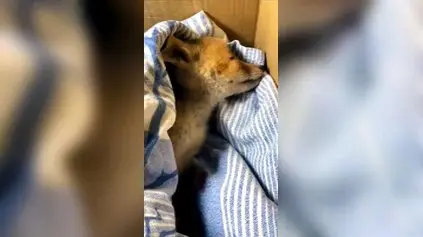 A fox pup injured on the Tempio-Palau highway reports: “The 24-hour rescue service didn’t work.”