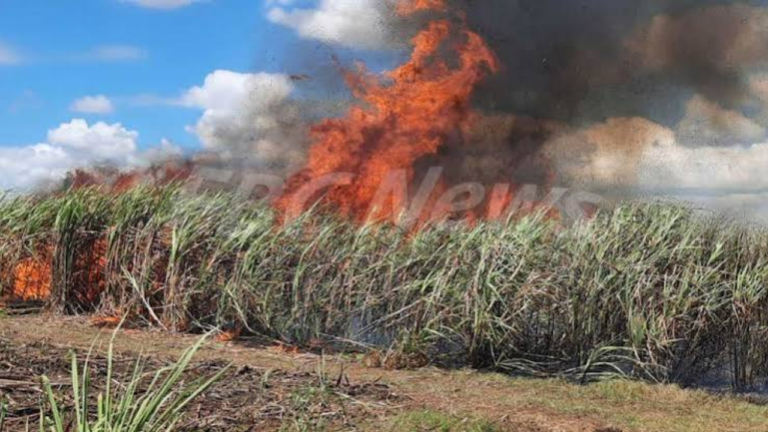 Misinformation and farmer disputes fuel cane fires – FBC News