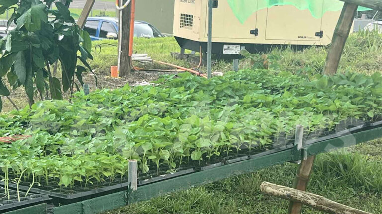 Agriculture fuels Fiji-Australia trade push – FBC News