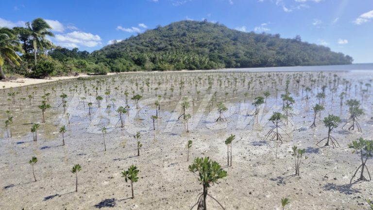 Mangroves key to climate resilience – FBC News