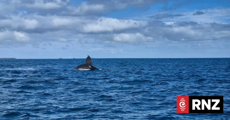 Whale-watching boat carrying NZ Anglican Church delegates capsizes in Tonga
