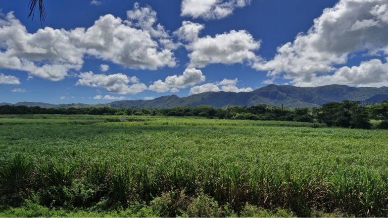 Cane farmers call for review of land rents – FBC News