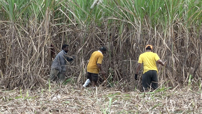 Labasa cane farmers push for longer leases – FBC News