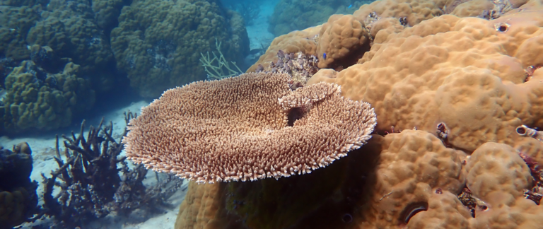Ulong Island, Palau Study Shows First‑Ever Evidence of Seabird‑Driven Land-Sea Recovery