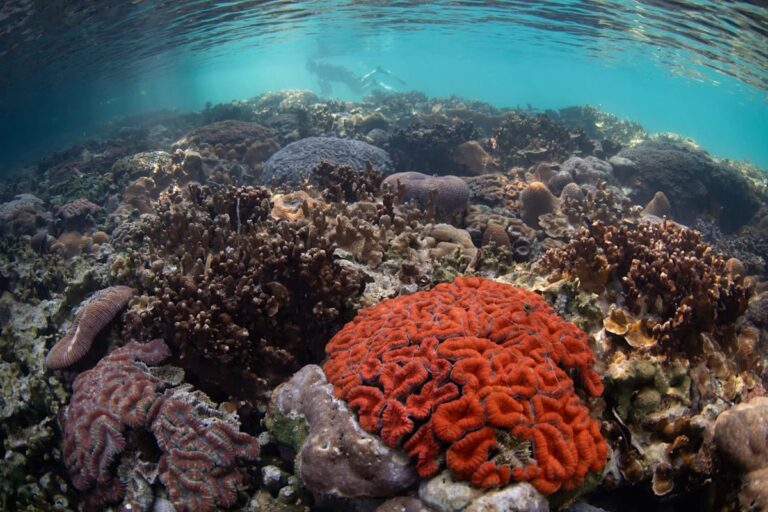 Scientists in Palau turn picnic coolers into coral incubators to save reefs