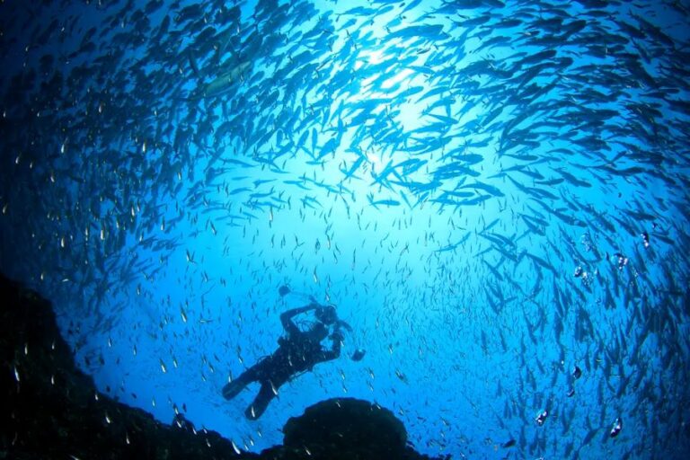 Palau Spawning Expeditions Add Two New 2028 Departures