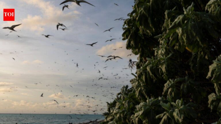 Ulong: In 2024, Palau removed invasive rats from Ulong Island; one year later, fish biomass rose 183% and leaf nitrogen increased about 80% at one reef site