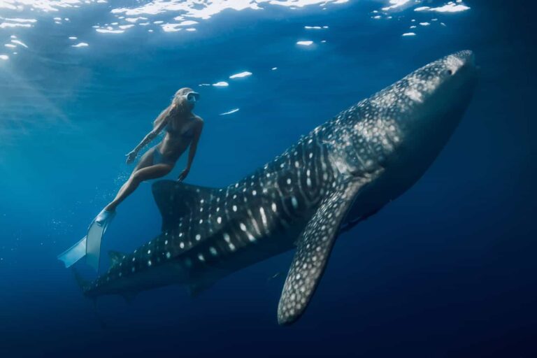 Palau’s Shark Sanctuary Generates 8% of Its GDP. Here’s How.