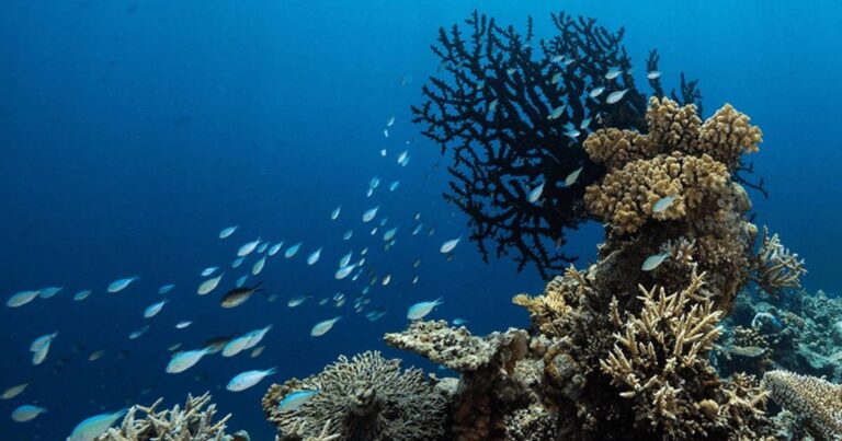 No sign of missing Singaporean diver in Palau; search called off after five days, Singapore News