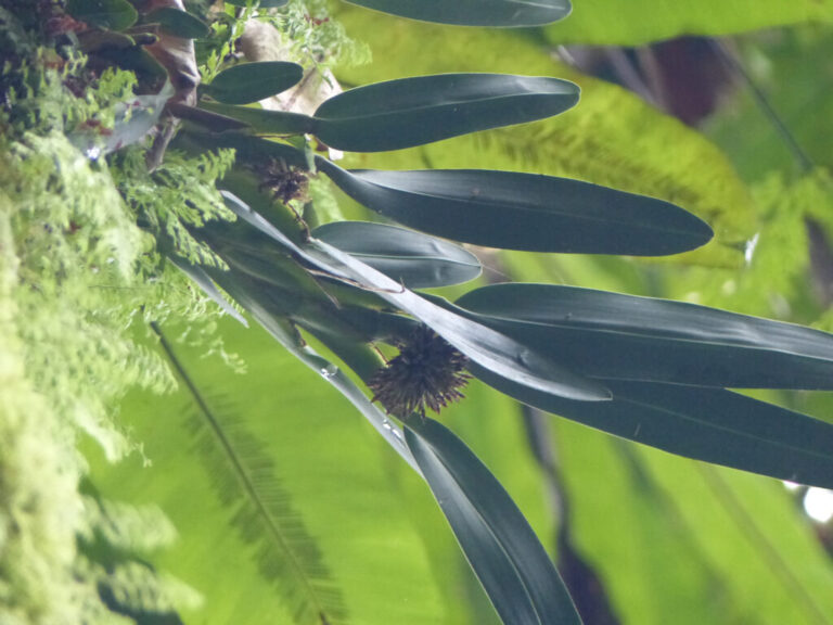 Looking Local: UW-River Falls Professor Discovers new Orchid Species in Palau ⋆ 715Newsroom.com