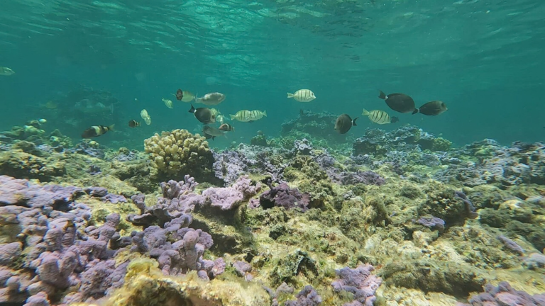 Pacific nations push for stronger protection of reefs that can survive the climate emergency